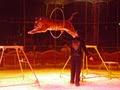 Tom Duffy's Circus image 2