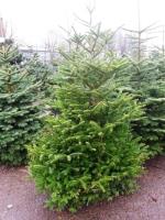 Cork Christmas Trees image 3