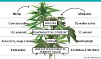 The Weed Solutions image 6