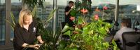 Universal Floral Office Plants Rental  image 1