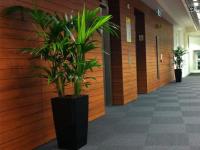 Universal Floral Office Plants Rental  image 2
