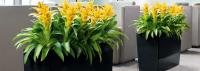 Universal Floral Office Plants Rental  image 5