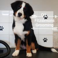 Fitzsimons Dog Grooming image 2