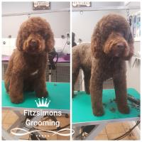 Fitzsimons Dog Grooming image 12