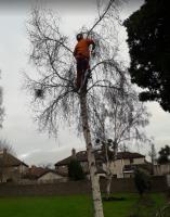 Tower Gardening & Tree Services image 1