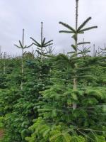 Caulstown Christmas Tree Farm image 7