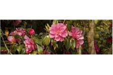 Camellia Landscapes / Landscaping Cork image 4