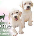 Canine Ireland - Dog Registration Club image 4