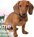 Canine Ireland - Dog Registration Club image 5