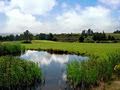 Castleisland Golf Club image 5