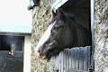 Clonfert Maynooth Equestrian Centre image 4