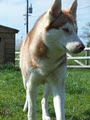 Cornaseer Siberian Huskies image 2