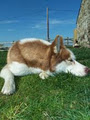 Cornaseer Siberian Huskies image 4