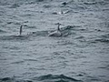 Dolphinwatch Carrigaholt image 4