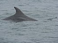 Dolphinwatch Carrigaholt image 6