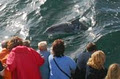 Dolphinwatch Carrigaholt image 1