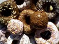 Fresh Donuts image 2