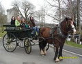 Killarney Horse and Carriage Tours image 4