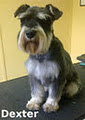 Pet Spa Grooming Salon and Boutique image 4