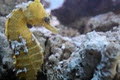 Seahorse Aquariums image 3