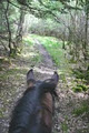 Slieve Aughty Riding Centre image 5