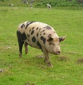 Stone Age Pig Farm image 2