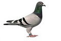 Trim Racing Pigeon Club image 2