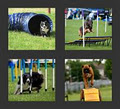 Working Canine Association of Ireland image 2