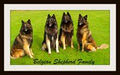 Working Canine Association of Ireland image 1