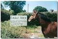 eagle rock equestrian centre logo