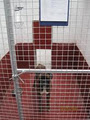 A Bed Bath and Biscuit Dog Boarding Kennels & Grooming image 5