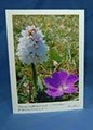 Burren Flowers Greeting Cards image 1