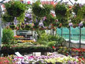 Carndonagh Nursery & Garden Centre image 3