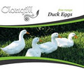 Clongill duck eggs logo