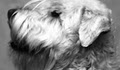 Heads and Tails Dog Grooming image 3