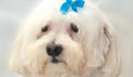 Heads and Tails Dog Grooming image 4