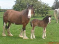 Irish Horse and Cob Breeding image 1