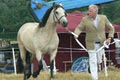 Irish Pony image 3