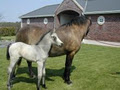 Irish Pony image 4