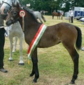 Irish Pony image 6