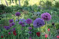 June Blakes Garden and Nursery image 6