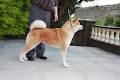 Kyokujitsu Akita's & Border Terriers image 3