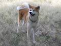 Kyokujitsu Akita's & Border Terriers image 4