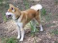 Kyokujitsu Akita's & Border Terriers image 6
