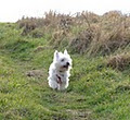 Meath Coast Dog Walking image 3