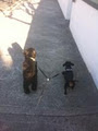 Ollie's Petcare, Dublin - Pet Sitting, Dog Walking & Taxi image 6