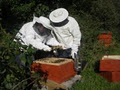 Roosky Beekeeping logo