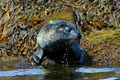 Seafari, eco-nature and seal watching image 2