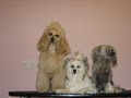 THE PINK POODLE - dog grooming salon image 4
