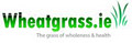 Wheatgrass,Organic Greens,Wheatgrass Suppliers,Wheat Grass image 2